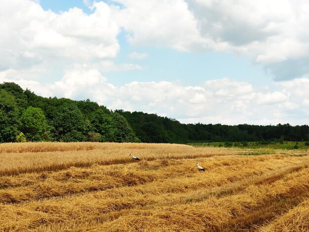 Photo beautiful summer landscape harvesting outdoors wheat field in the countryside