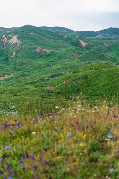 사진 savsat, artvin 지방, 터키의 아름다운 여름 풍경