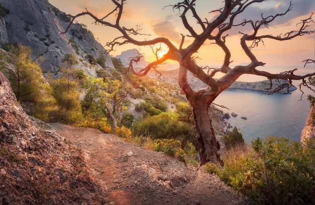 Beautiful summer landscape in mountains at sunrise