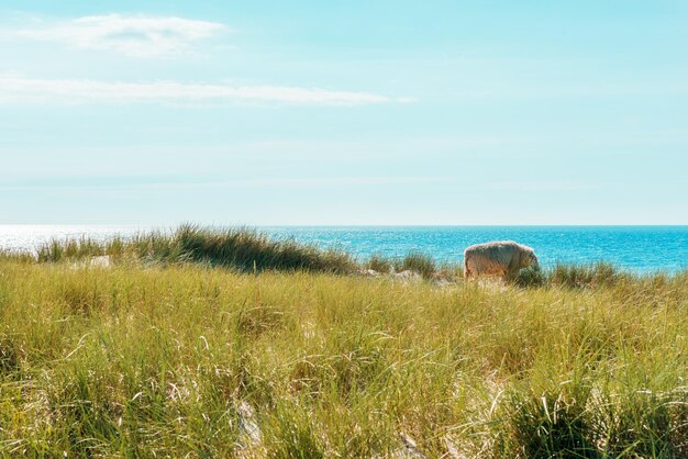 写真 北海ドイツのズィルト島の美しい夏の風景海岸のマラム草砂丘で羊が放牧されている自然の風景