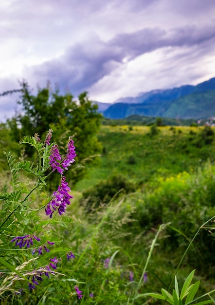 Beautiful summer landscape purple wildflowers in the mountains