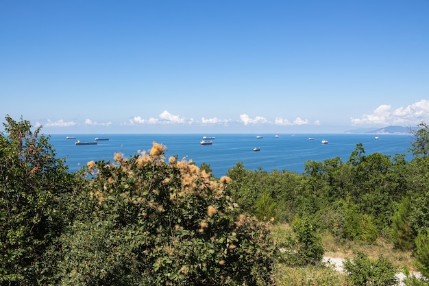 緑の森を抜ける野生のビーチへの美しい夏の風景の道