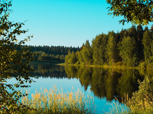 日当たりの良い森の湖の美しい夏の風景