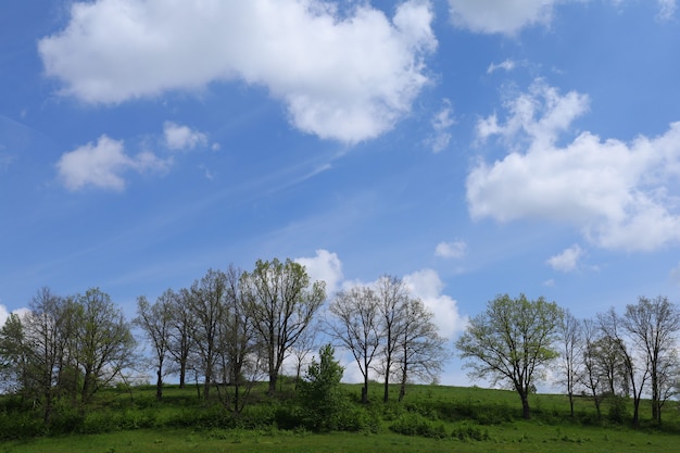 美しい夏の風景。木々と雲と青い空。