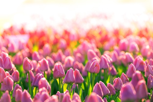 Beautiful summer landscape, white tulips bloom at sunset.