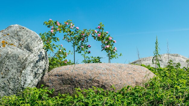 Beautiful summer landscape with boulders on the side of the road and a pink rose bush