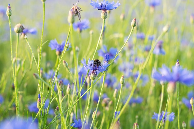 Beautiful summer landscape with cornflower field desktop wallpaper Close up image