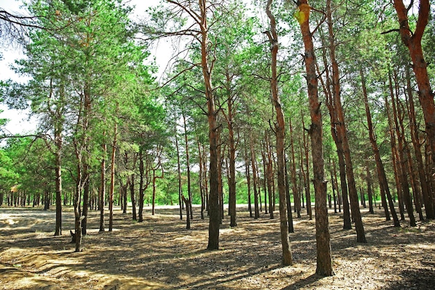 Bellissimo paesaggio estivo con alberi verdi