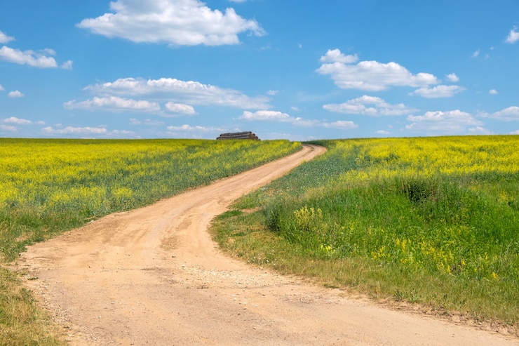 Beautiful summer landscape with a view of the yellow field of rapeseed, blue sky and white clouds