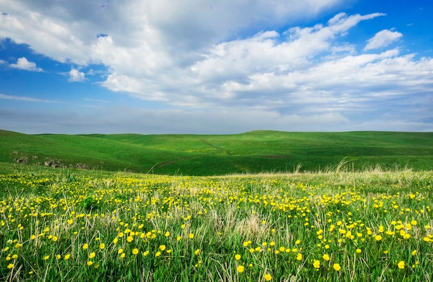 Beautiful summer landscape yellow flower field on the hills