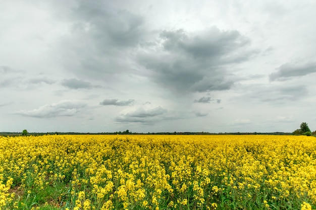 Beautiful summer landscape yellow rapeseed field and blue sky. copy space.