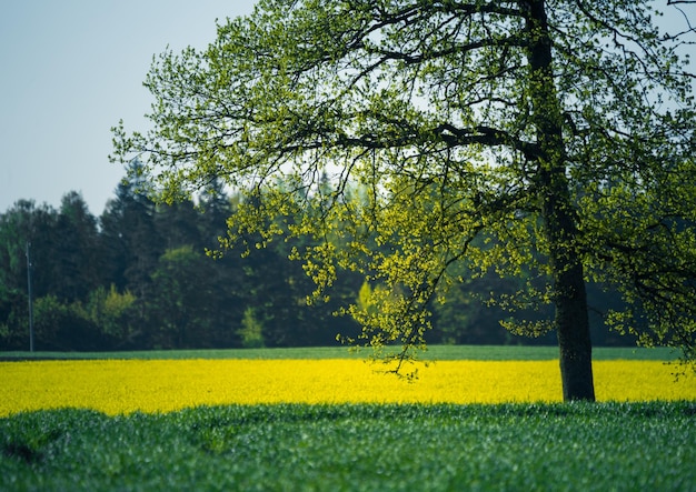 Photo a beautiful summer morning landscape with a blooming yellow canola field rapeseed blossoming