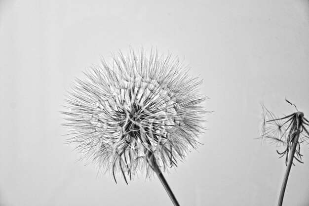 Bellissimo fiore d'estate natural dente di leone in primo piano