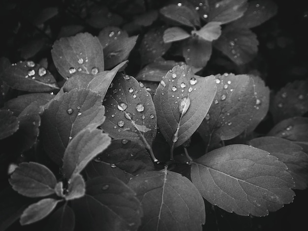 beautiful summer plant with raindrops on the leaves monochrome