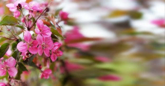 ピンクの花の美しい夏春の背景