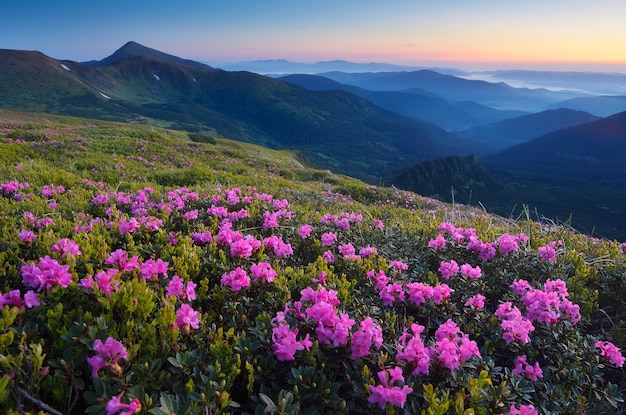 Beautiful summer sunrise. Blooming rhododendron bushes. Landscape with pink flowers. Carpathian mountains, Ukraine, Europe