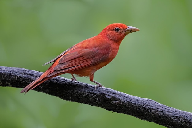 Beautiful summer tanager on branch close up
