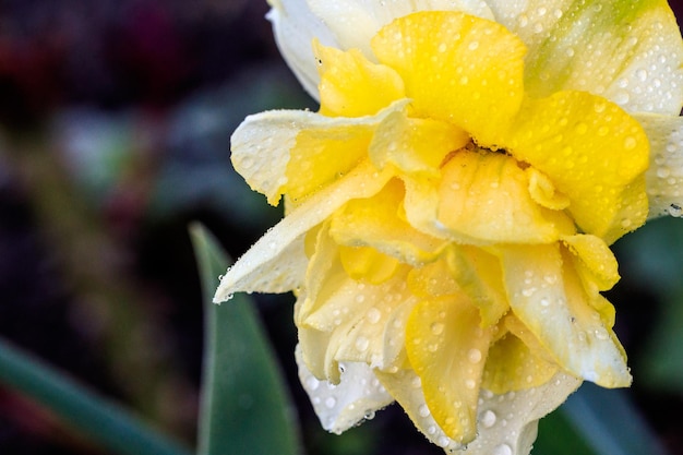 Beautiful summer terry daffodils