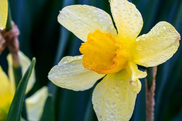 Beautiful summer Trumpet daffodils