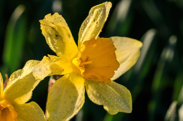 Beautiful summer Trumpet daffodils