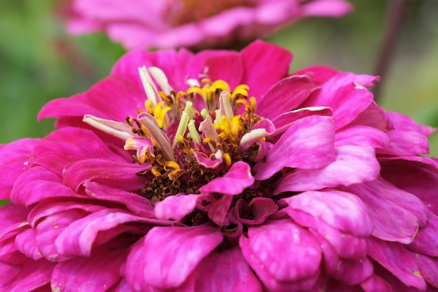 Beautiful summer Zinnia flower 