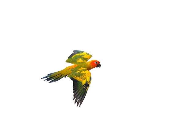 Beautiful of Sun conure parrot flying isolated on white background