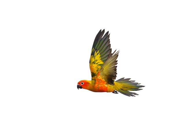 Beautiful of Sun conure parrot flying isolated on white background