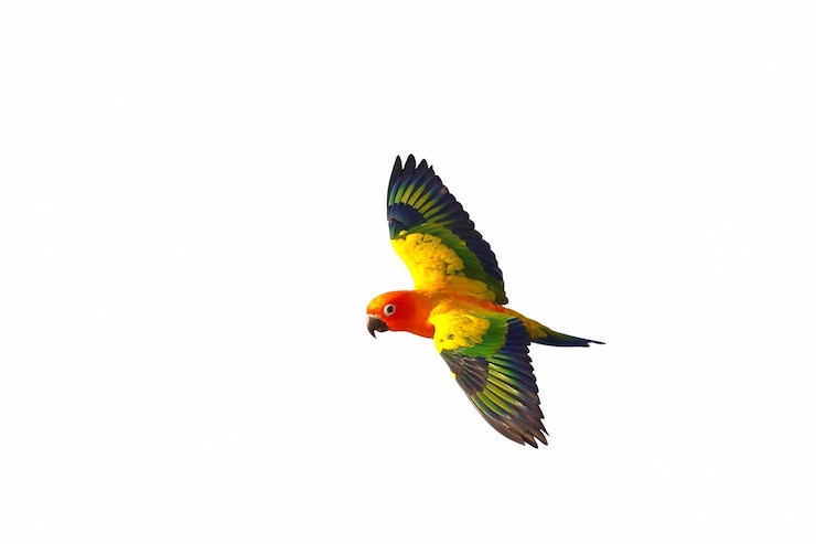 Photo beautiful of sun conure parrot flying isolated on white background