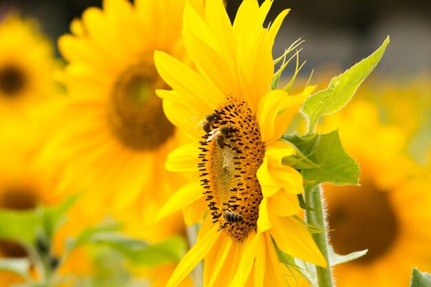 Beautiful sun flower closeup background image