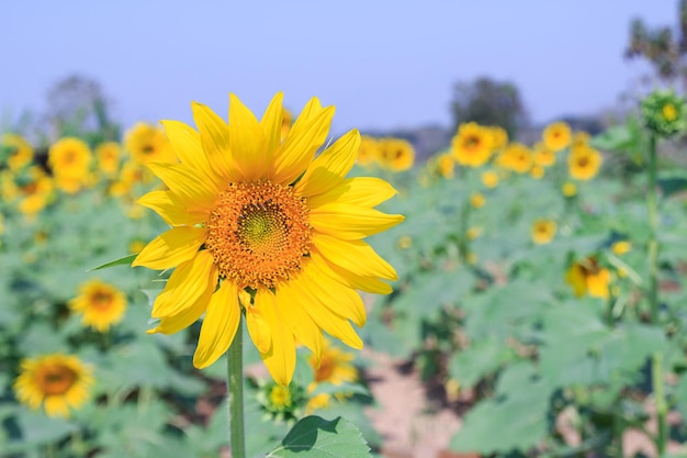 青い空と庭の美しい太陽の花