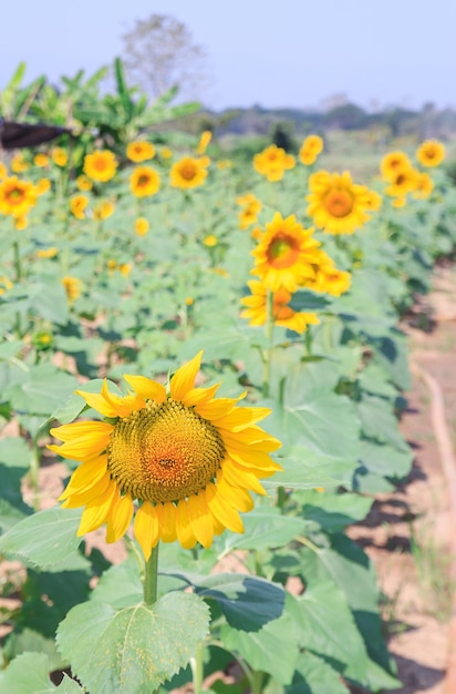 Beautiful sun flower in the garden with bule sky