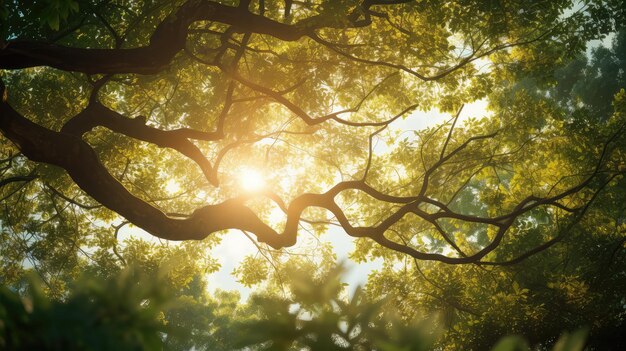 美しい太陽の木の景色が近い