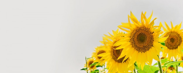 Beautiful sunflower against the sky and clouds. Yellow flower on a blue background with space for text.