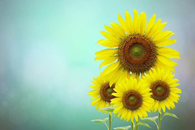 Beautiful Sunflower Blooming Bokeh Background