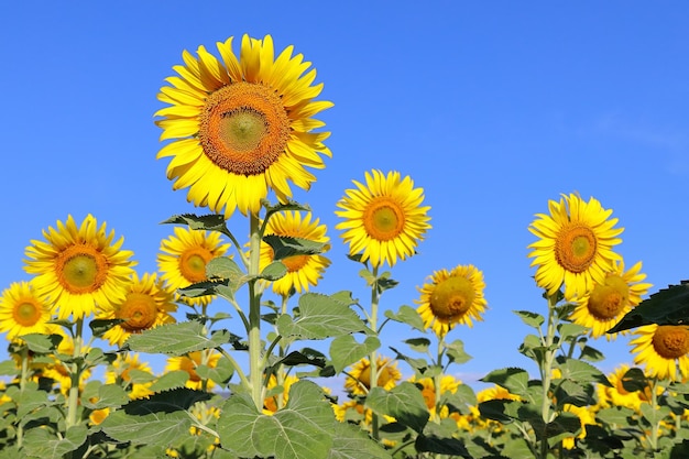 Beautiful sunflower blooming in the fields.