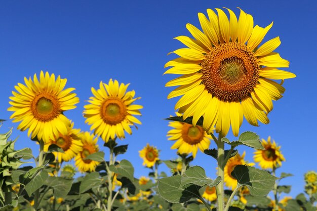 Beautiful sunflower blooming in the fields.