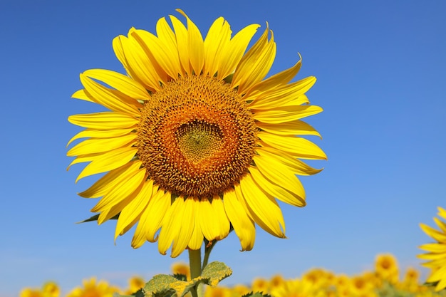 Beautiful sunflower blooming in the fields.