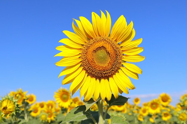 Beautiful sunflower blooming in the fields.