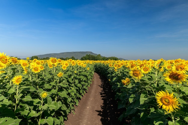 Beautiful sunflower blooming in sunflower field and trail with blue sky background Lop buri Thailand