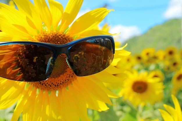 Beautiful sunflower blooming with sunglasses sunflower garden big mountain and blue sky