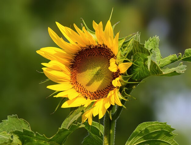 Photo beautiful sunflower on blur bokeh background and sunny day sunflower wallpaper closeup macro
