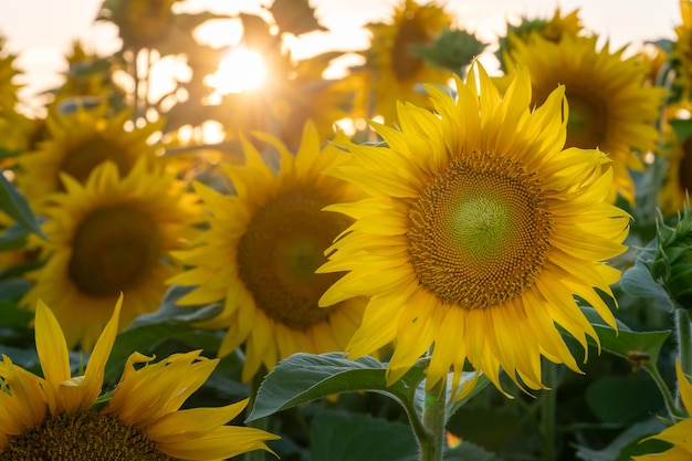 Beautiful sunflower closeup in the light of the setting sun Parts of a blooming sunflower flower Growing flowers on an industrial scale for the production of oil and animal feed