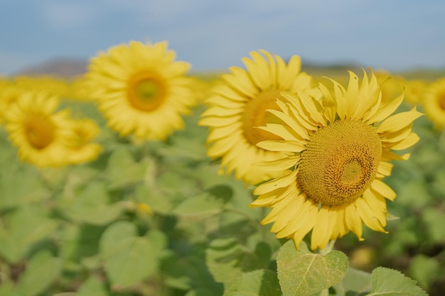 Bel girasole in un campo al mattino