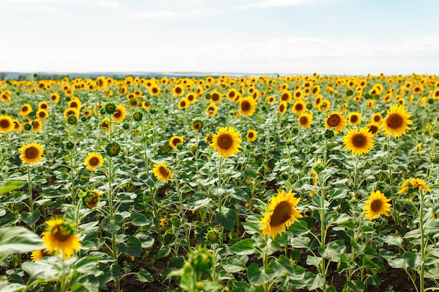 Beautiful sunflower field on a summer day