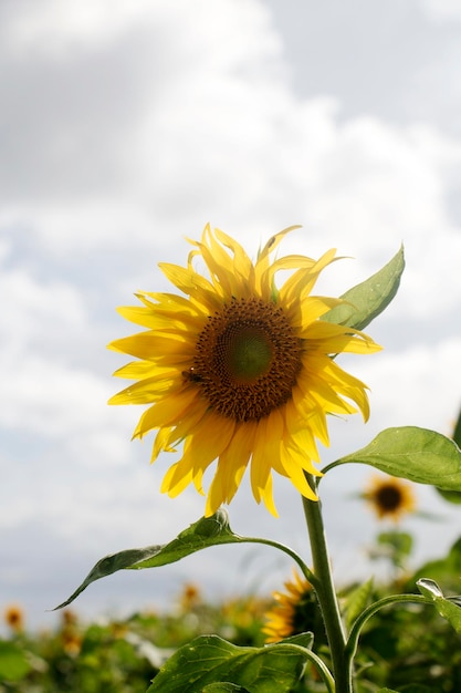 Beautiful sunflower in the field