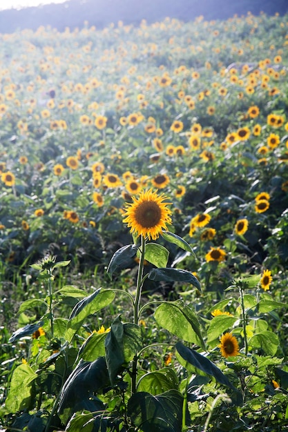 Beautiful sunflower in the field