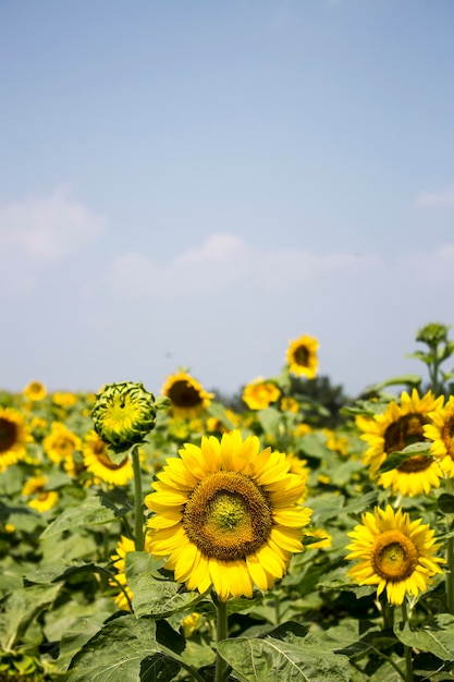 Beautiful sunflower in the field