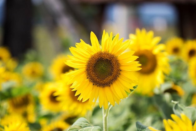 Beautiful sunflower in the field