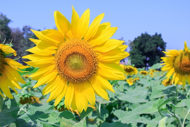 Beautiful sunflower in field