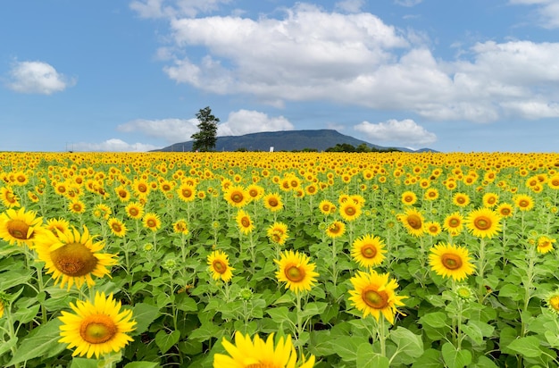 Bello fiore del girasole che fiorisce nel giacimento dei girasoli sul giacimento di fiore del cielo blu sulla stagione invernale